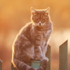 happy_cat100