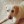 Labrador777