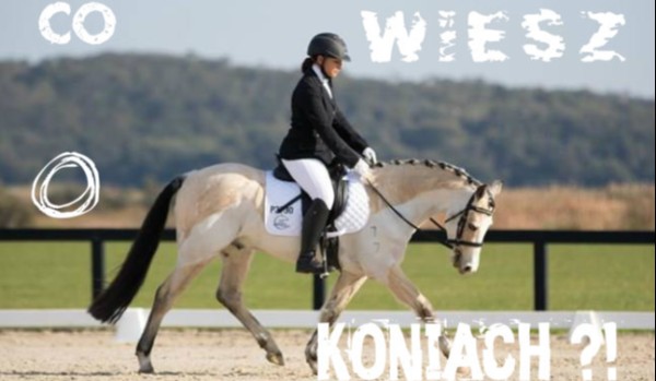 Co wiesz o koniach ?