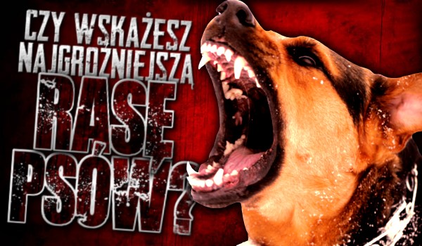 Czy uda Ci się wskazać najgroźniejszą rasę psów?