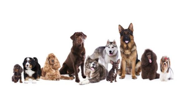 Czy znasz tę rasę?