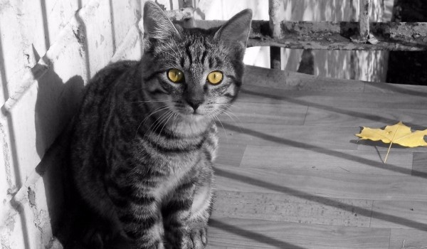 Ciekawostki # Sójcze Pióro