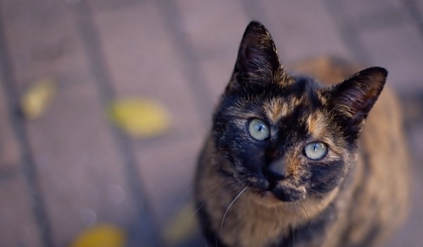 Kolejny generator! imion,oczywiście!