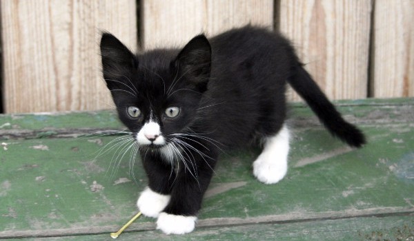 Ciekawostki # Krucza Łapa