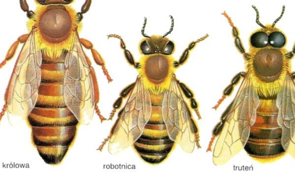 jesteś mrówka czy pszczoła?