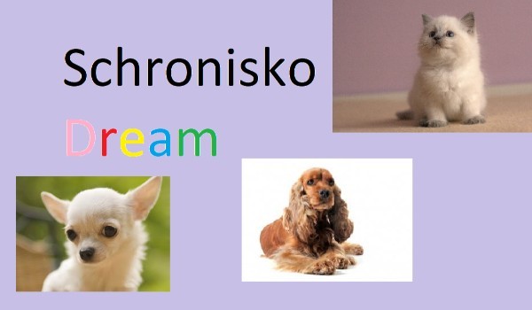 Schronisko Dream #4