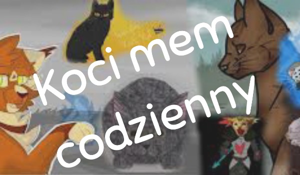 Koci mem codzienny #8