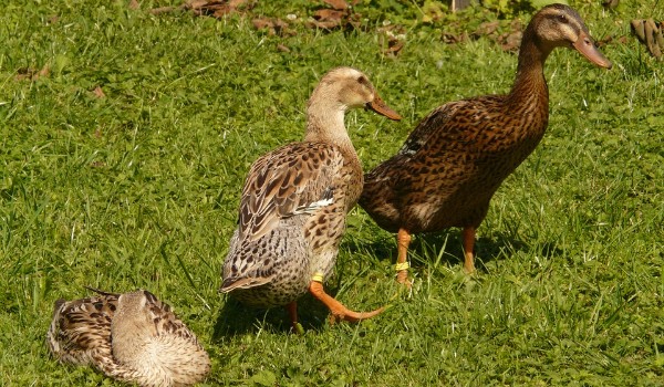 Jaką Kaczką jesteś?