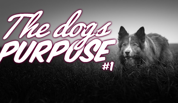 The Dogs Purpose #1