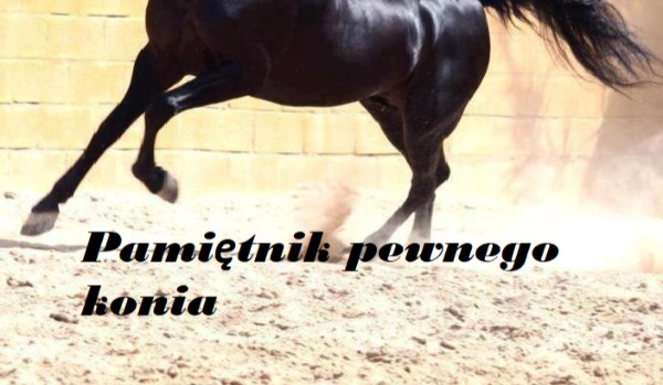 Pamiętnik pewnego konia #4