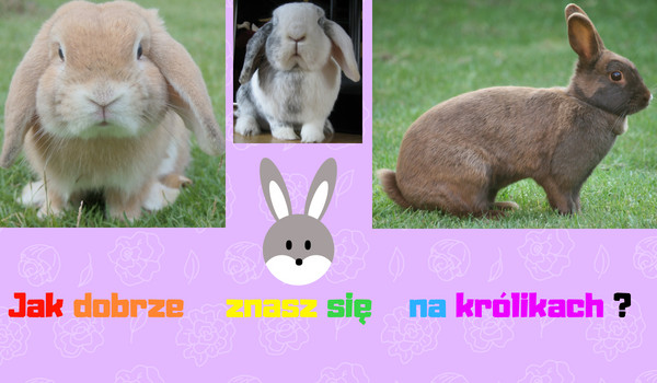Jak dobrze się znasz na królikach?