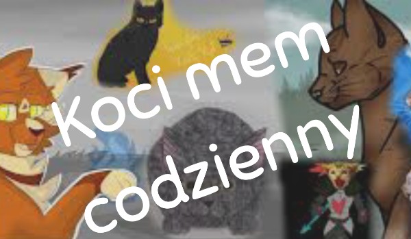 Koci mem codzienny #2