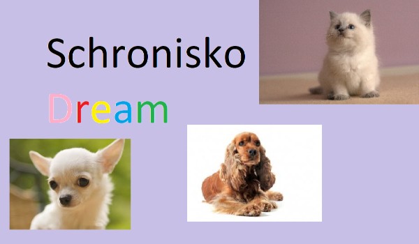 Schronisko Dream #3