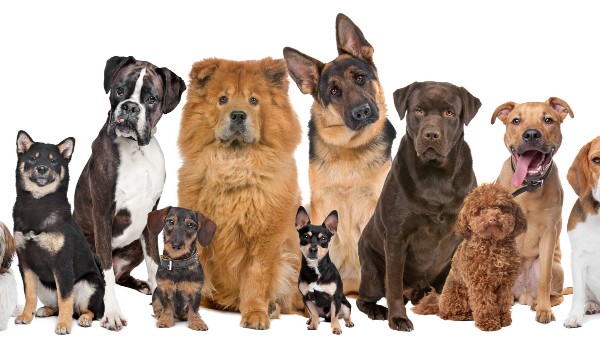Horoskopquiz: Jaka rasa psa do ciebie pasuje?