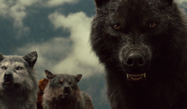 Najgroźniejsze wilki z sagi zmierzch 7 pytań