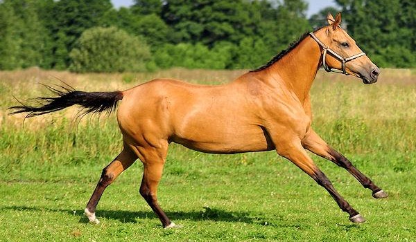 Nadajesz się na jeźdźca?