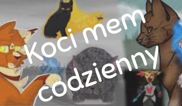 Koci mem codzienny #11
