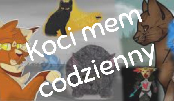 Koci mem codzienny #21