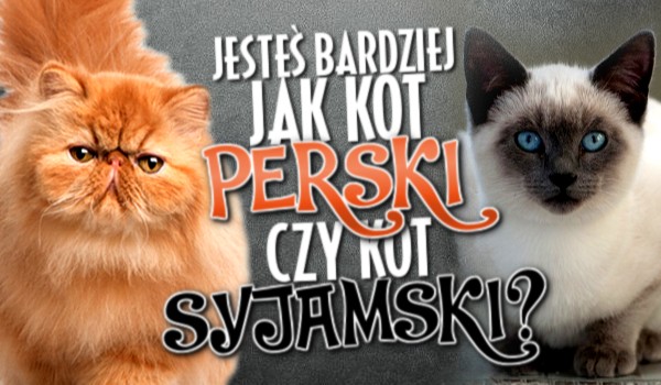 Jesteś bardziej jak kot perski czy syjamski?