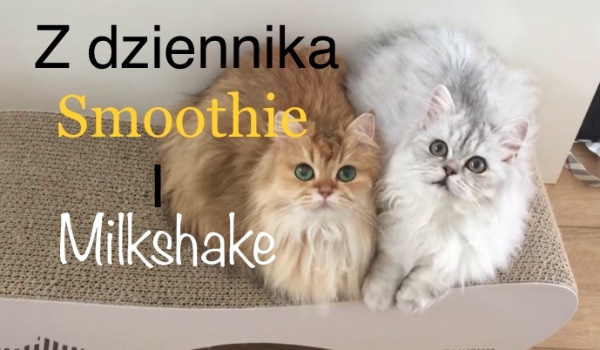 Z dziennika Smoothie & Milkshake #4 1/3