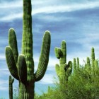 _kaktus_