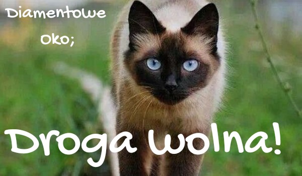 Droga wolna #15