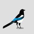 Magpie