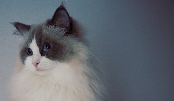 20 pytań o małych kotach