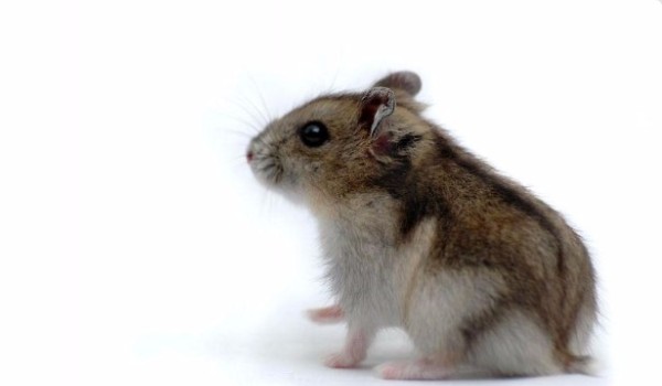 Test wiedzy o chomikach