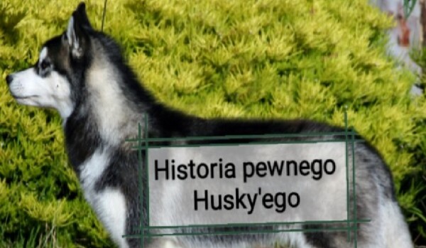 Historia pewnego husky’ego #1
