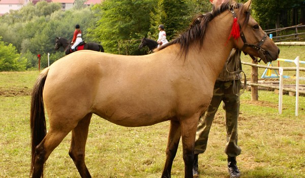 Jaka to rasa konia lub kuca?