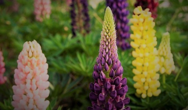 Jakim rodzajem kwiatu jesteś?