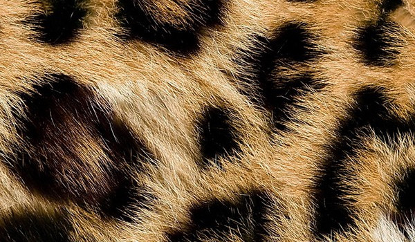 Oceniam rysunki+zapowiedź serii.