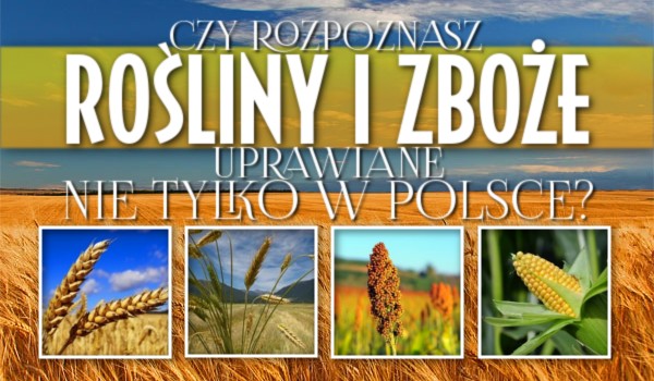 Czy rozpoznasz poszczególne rośliny i zboże uprawiane nie tylko w Polsce?