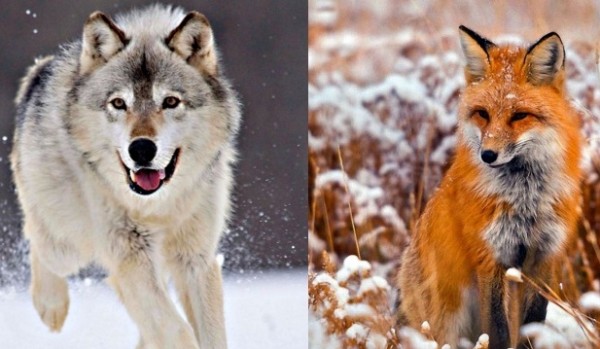 jesteś wilkiem czy lisem ?