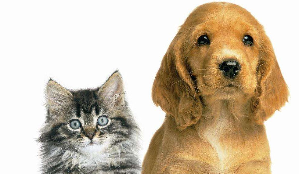 Jesteś bardziej podobny do psa czy kota?