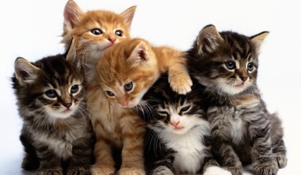 W ilu %jesteś kotem