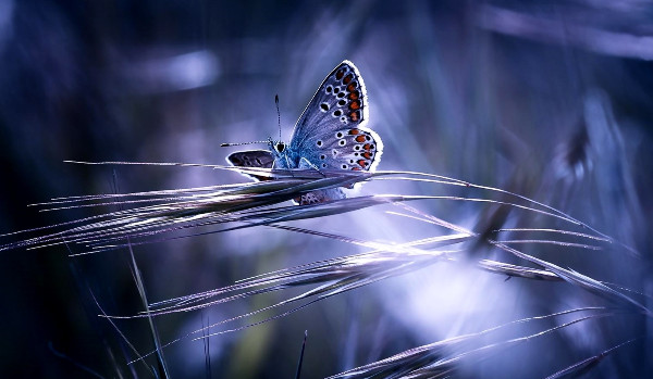 Element lawy (Historia) #1