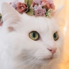 LovelyCookie