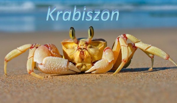 Krabiszon#7 – „Jakiś problem???”