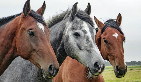 Jaką rasą konia jesteś?