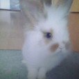 kroliczek111