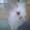 kroliczek111