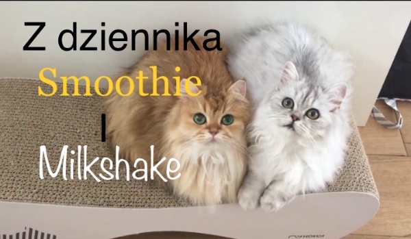 Z dziennika Smoothie & Milkshake #6 3/3