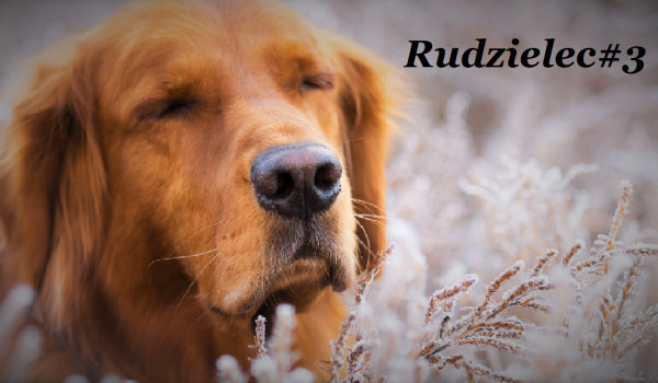Rudzielec#3