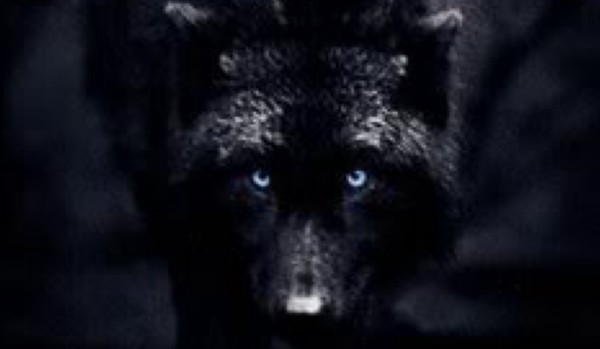 Wielki test o wilkach !!!!