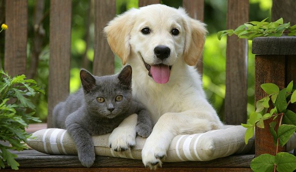 Jesteś bardziej jak pies czy jak kot?