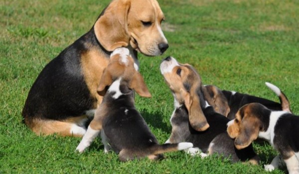 Czy dobrze zaopiekujesz się Beaglem?
