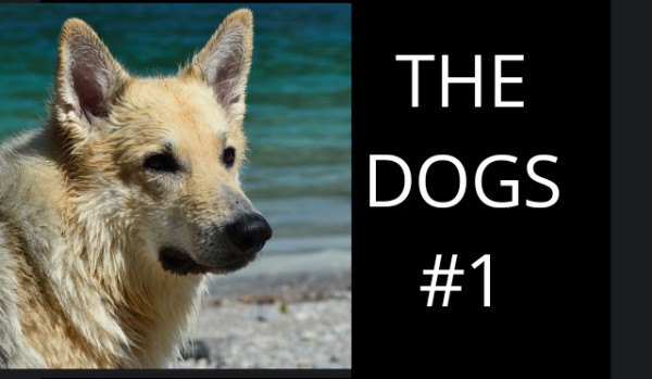 The Dogs #1