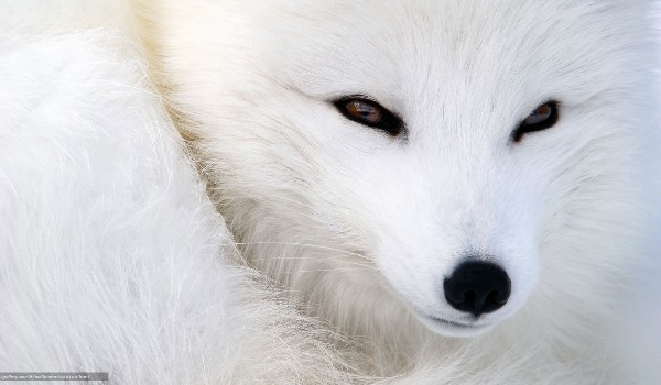Historia białego lisa #2